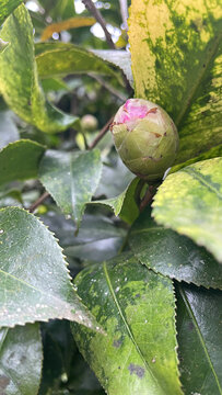 野生山茶花