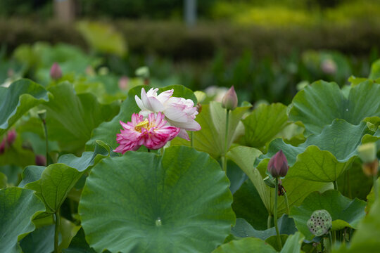 夏日荷花池里荷花绽放荷花花朵