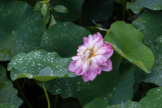 夏日雨后荷花绽放特写