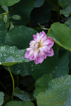 夏日雨后荷花绽放特写