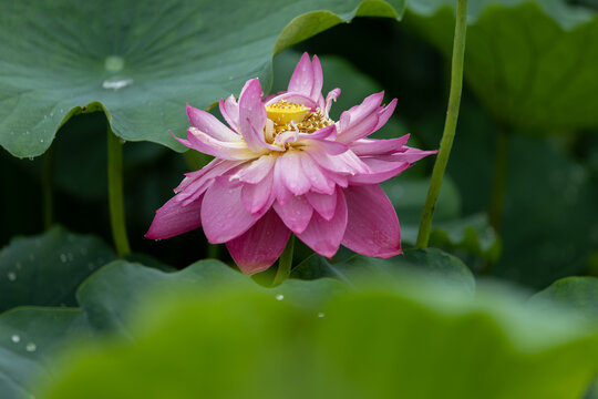 夏日雨后荷花绽放特写