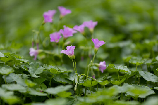 牵牛花花朵微距特写