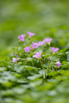 牵牛花花朵微距特写