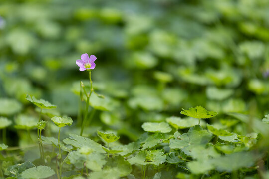 牵牛花花朵微距特写