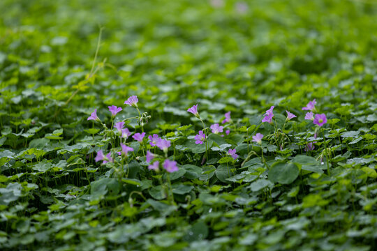 牵牛花花朵微距特写