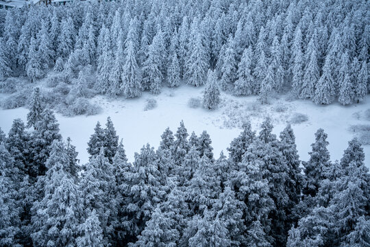 重庆下雪的仙女山