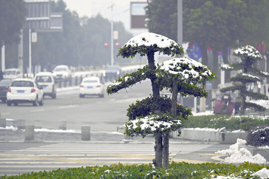 树枝上的积雪