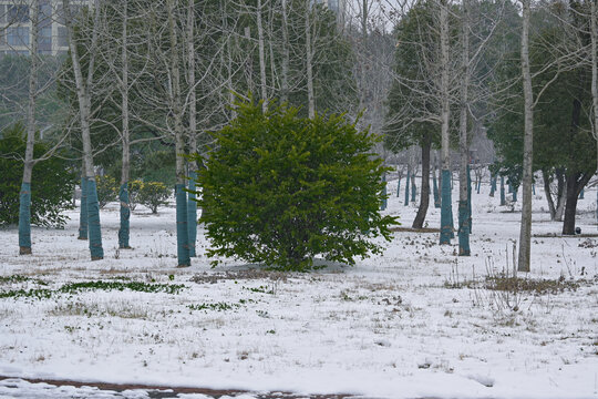 雪地景观