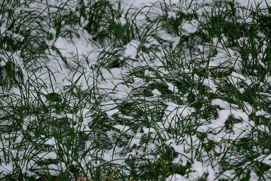 雪地