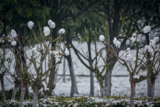 枝头积雪