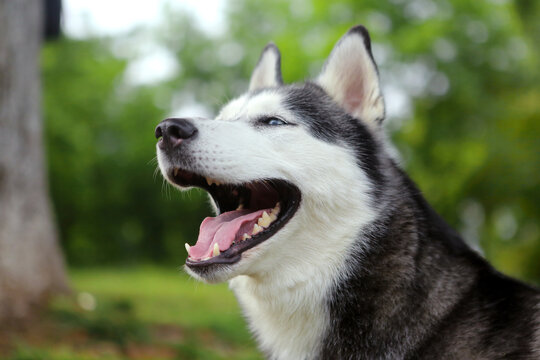 宠物犬哈士奇