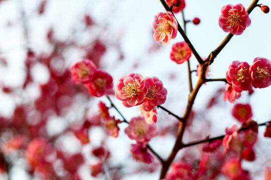 红梅花开