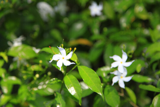 狗牙花