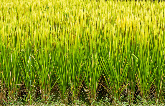 水稻抽穗结实期