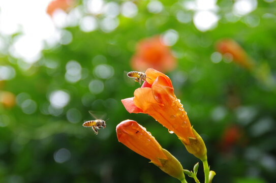 花开蜜蜂
