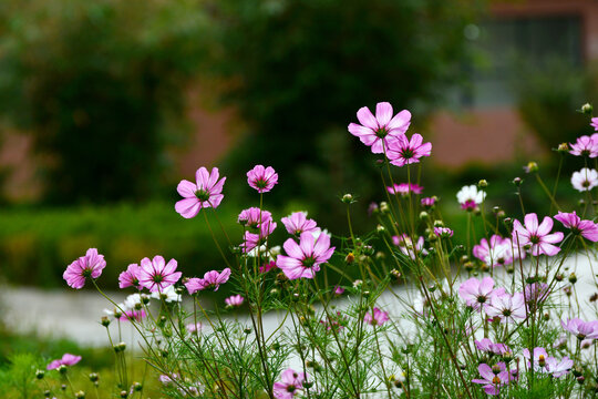 格桑花