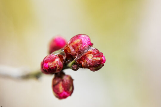 红梅花苞