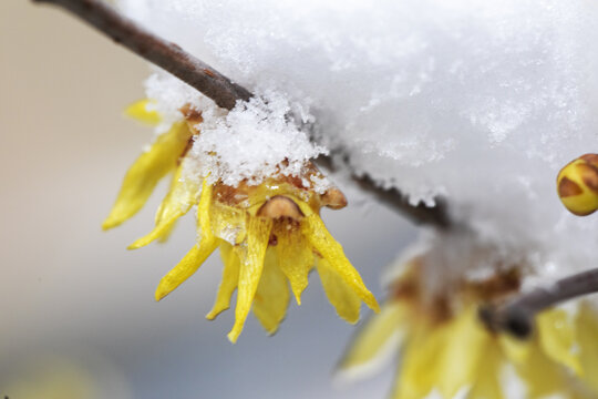 雪中梅