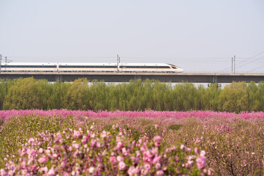 花海列车