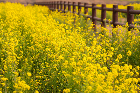 油菜花海