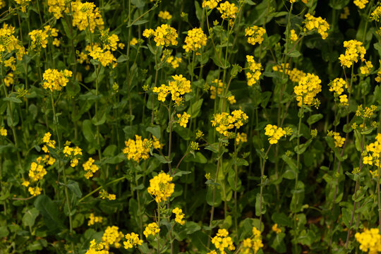 油菜花