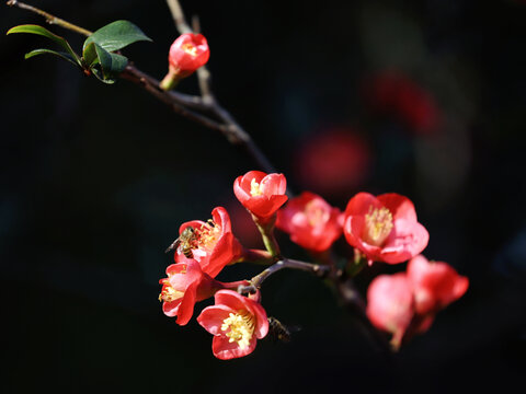 蜜蜂与红梅