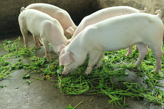 农家猪吃薯苗