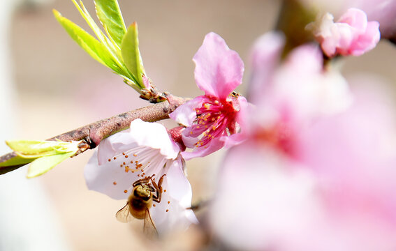 蜜蜂在桃花间采蜜