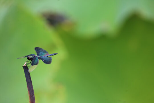 蜻蜓背景