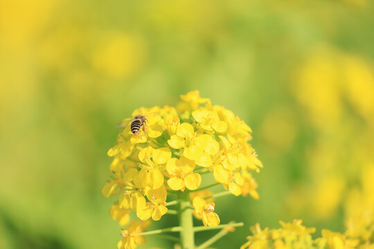 春天的油菜花和小蜜蜂