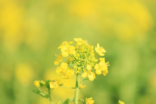 油菜花开