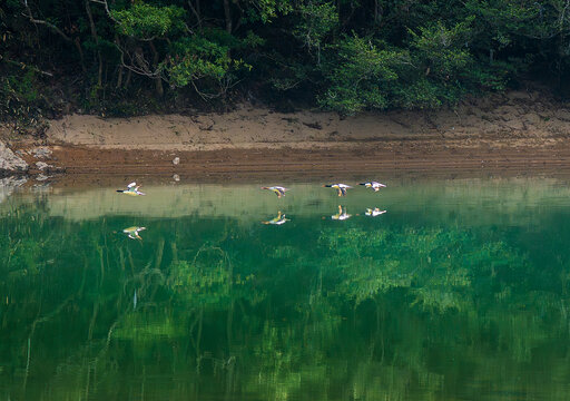 福建福州永泰大樟溪中华秋沙鸭