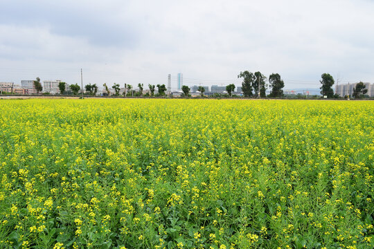 油菜花