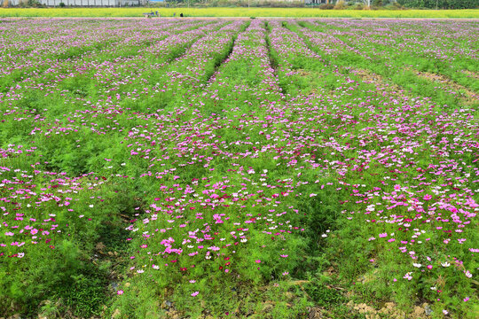 格桑花