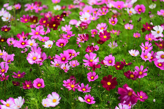 格桑花