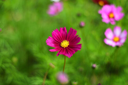 格桑花