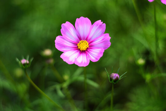 格桑花