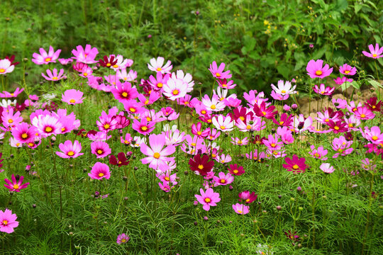 格桑花