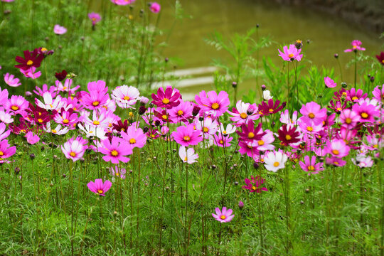 格桑花