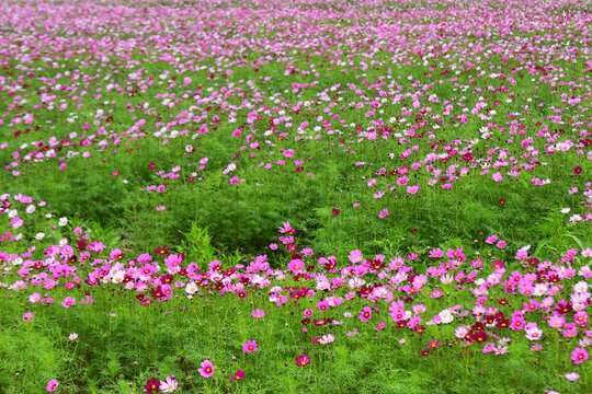 格桑花