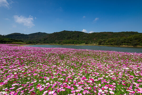 黄山鲁森林公园波斯菊花海风景