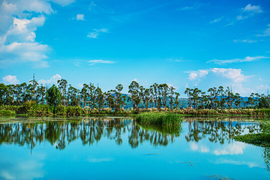 静谧的滇池湿地