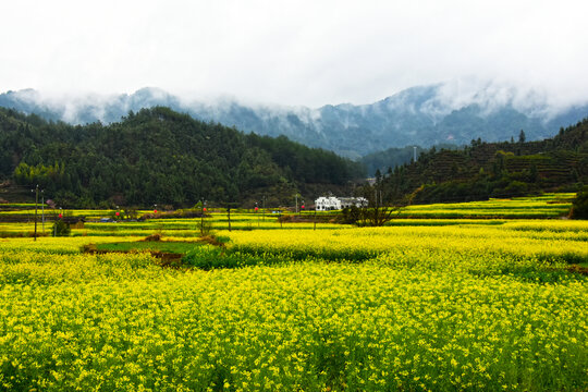 山脊下的油菜田