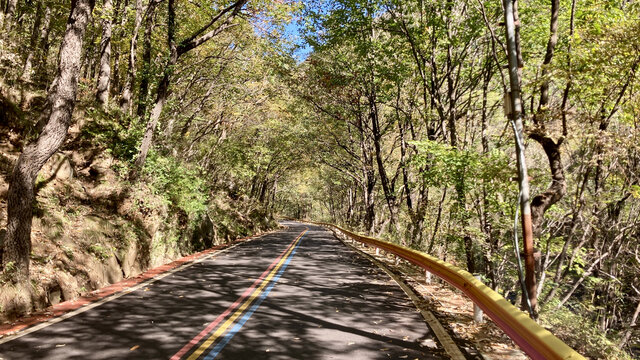 树荫公路