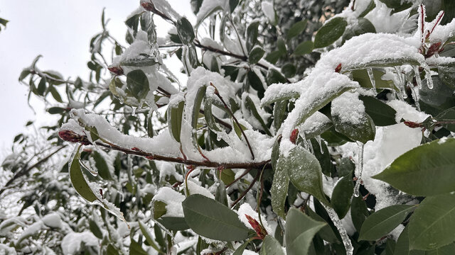 叶子上的雪