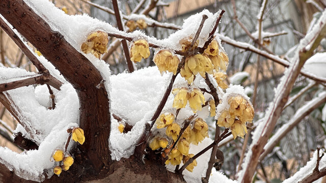 树上的积雪