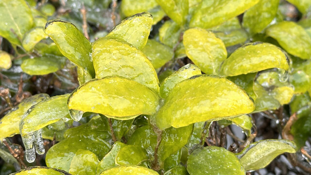 冰冻植物