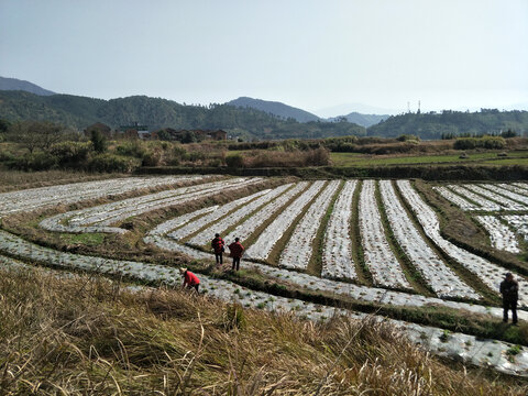 农村标准田改造