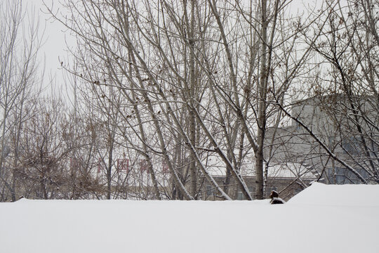 下雪天在树上休息的一群麻雀