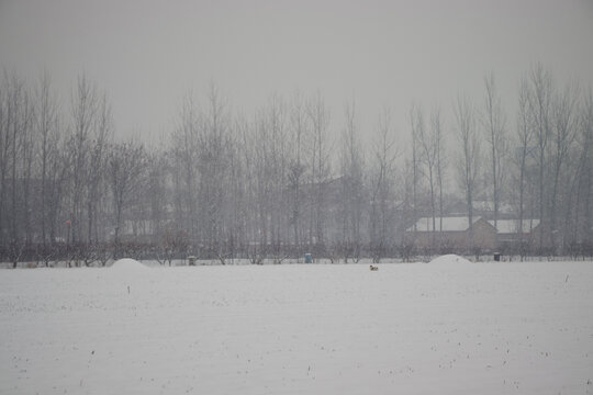 下雪天在雪中麦地奔跑的小狗